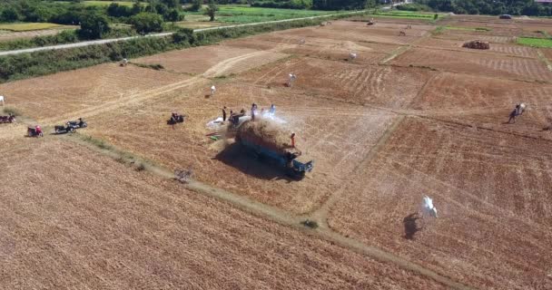 Aerial Static View Farmers Threshing Rice Machine Directly Truck — Stock Video