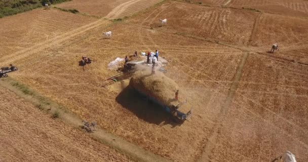 Statische Luchtfoto Van Boeren Dorsen Rijst Met Machine Rechtstreeks Truck — Stockvideo