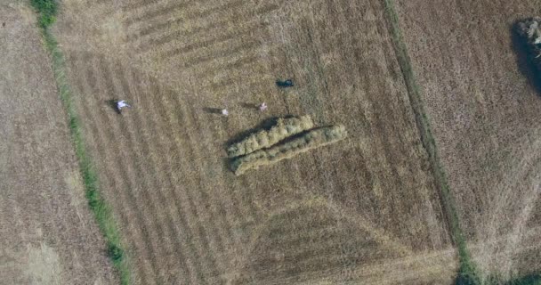 Drohnenschuss Von Landwirten Die Heuballen Auf Dem Getrockneten Feld Stapeln — Stockvideo