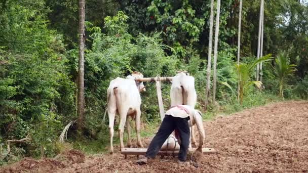 Back View Farmer Cleaning Wooden Harrow Covered Lumps Earth Cows — Stock Video