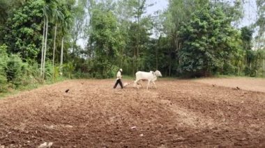 Topaklar kırmaya ve yere yumuşak toprak üzerinde ahşap harrow çekerek öküz