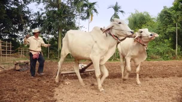 Oxen Puxando Uma Grade Madeira Sobre Solo Para Quebrar Pedaços — Vídeo de Stock