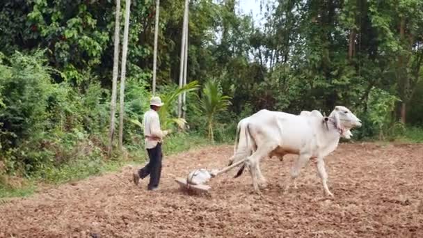 しこりを分割し 地面を滑らかに土を木製鋤を引く牛 — ストック動画