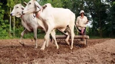 Bu bir harrow bölgesindeki gevşetti sonra toprak kompakt için eski bir silindir çekerek öküz