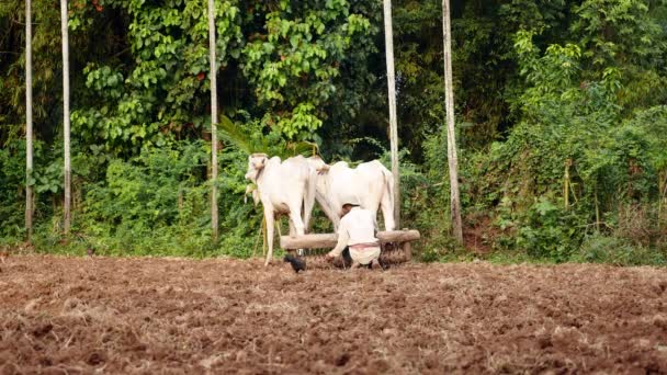 Contadino Pulizia Vecchio Rullo Coperto Con Grumi Terra Dietro Mucche — Video Stock