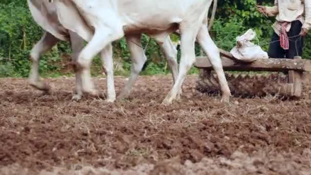 在被松了之后 牛把一个旧的滚子拉到致密的土壤上 — 图库视频影像