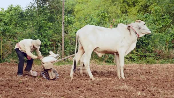 Agricultor Limpando Rolo Velho Coberto Com Pedaços Terra Atrás Vacas — Vídeo de Stock