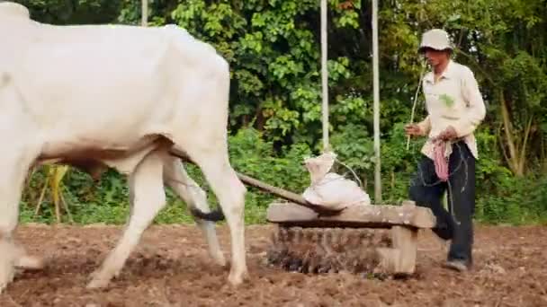 Bueyes Tirando Rodillo Viejo Tierra Compacta Después Que Sido Aflojado — Vídeos de Stock