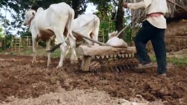 Bu bir harrow bölgesindeki gevşetti sonra toprak kompakt için eski bir silindir çekerek öküz