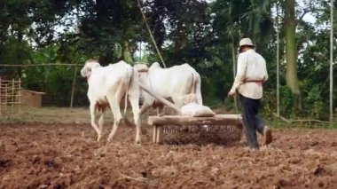 Bu bir harrow bölgesindeki gevşetti sonra toprak kompakt için eski bir silindir çekerek öküz