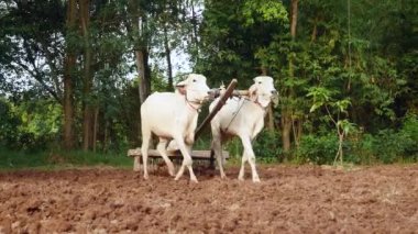 Bu bir harrow bölgesindeki gevşetti sonra toprak kompakt için eski bir silindir çekerek öküz
