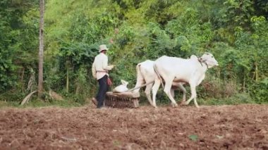 Bu bir harrow bölgesindeki gevşetti sonra toprak kompakt için eski bir silindir çekerek öküz