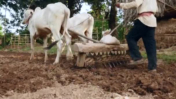 在被松了之后 牛把一个旧的滚子拉到致密的土壤上 — 图库视频影像