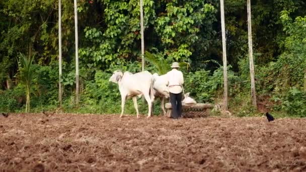 Oxen Puxando Rolo Velho Para Solo Compacto Depois Ter Sido — Vídeo de Stock