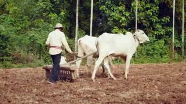 Bu bir harrow bölgesindeki gevşetti sonra toprak kompakt için eski bir silindir çekerek öküz