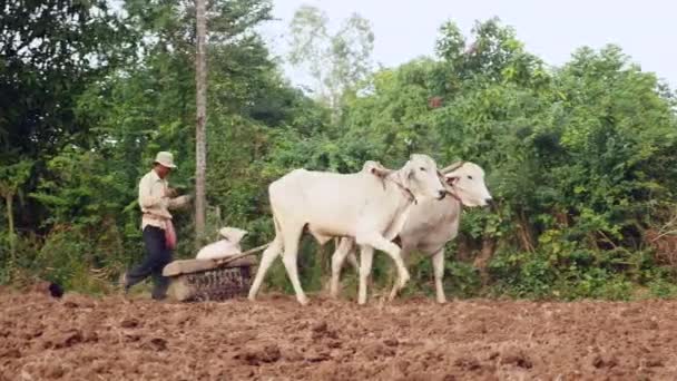 Oxen Puxando Rolo Velho Para Solo Compacto Depois Ter Sido — Vídeo de Stock