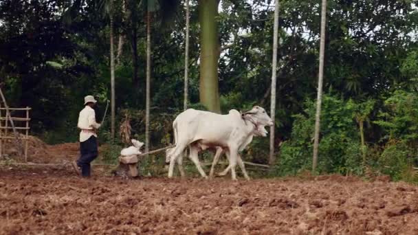 Bueyes Tirando Rodillo Viejo Tierra Compacta Después Que Sido Aflojado — Vídeos de Stock