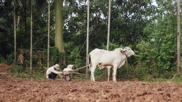 Agricultor Limpando Rolo Velho Coberto Com Pedaços Terra Atrás Vacas — Vídeo de Stock