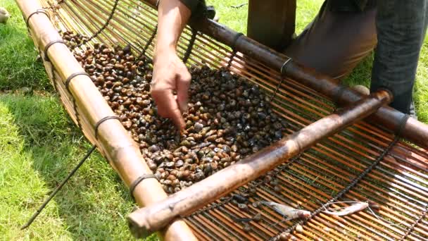 Närbild Fisher Sortering Musslor Släpper Traditionella Bambu Netto Fälla — Stockvideo