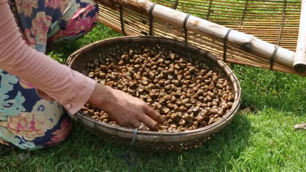 Bambu Sepet Taze Istiridye Dolu Yakın — Stok video