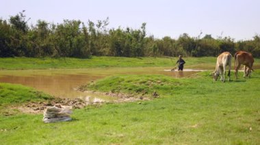 fisher nerede istiridye yakalanırlar göl kumlu alt üzerinde sürüklemek için bir itme sepeti kullanarak. Üçgen hasır sepet iki parçaya bölünmüş bir bambu direk bağlı olduğu. 