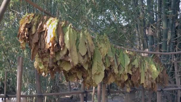 Séchage Des Feuilles Tabac Sur Bâtonnets Bambou Gros Plan — Video