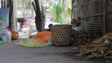 Kapok bitkilerin soyulmuş. Tohum ve lif bakla eller tarafından kaldırılır 