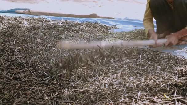 木の棒 クローズ アップと乾燥豆の手動粉砕 — ストック動画