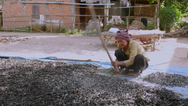 Ручне Подрібнення Сушених Бобів Дерев Яною Паличкою — стокове відео