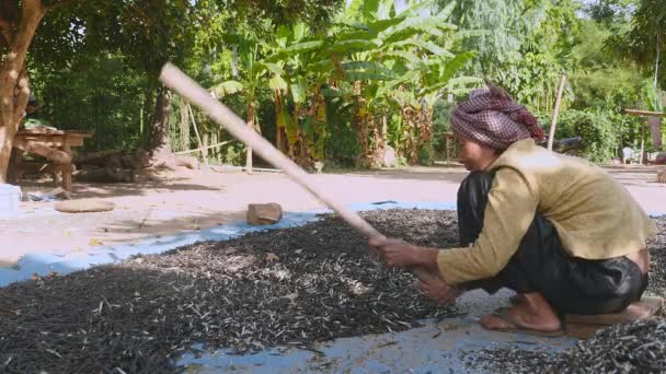 Esmagamento Manual Feijões Secos Com Uma Vara Madeira Close — Vídeo de Stock