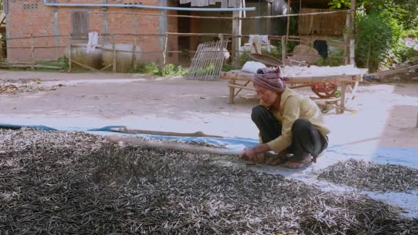 Manuelles Zerkleinern Der Getrockneten Bohnen Mit Einem Holzstab Nahaufnahme — Stockvideo