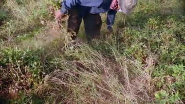 bir alanda fıstık bitkiler toplama çiftçi