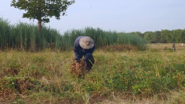 Boer Verzamelen Pinda Planten Een Veld — Stockvideo