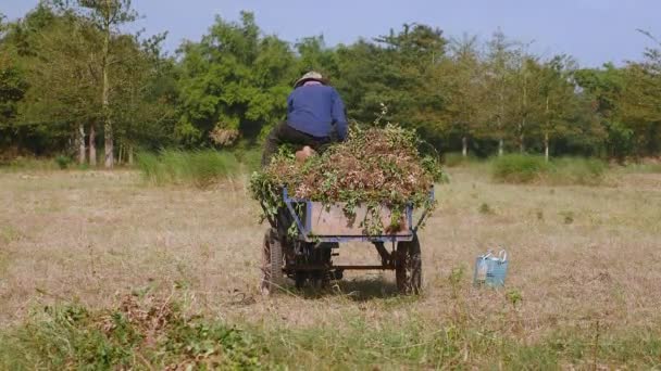 Agricultor Esmagando Plantas Amendoim Com Mãos Reboque Moto Para Obter — Vídeo de Stock