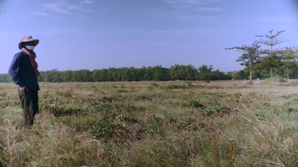 Boer Staande Een Veld Geoogste Pinda Planten Close — Stockvideo