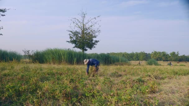 Agricoltore Che Raccoglie Piante Arachidi Campo — Video Stock