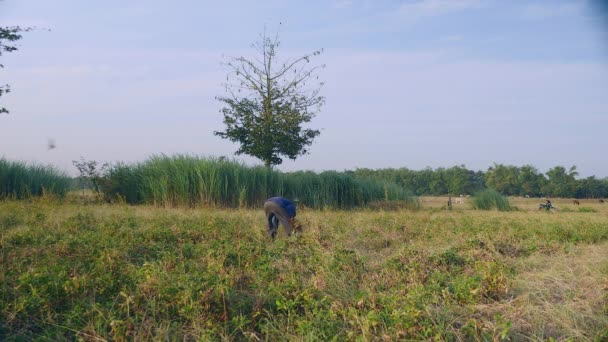 Boer Verzamelen Pinda Planten Een Veld — Stockvideo