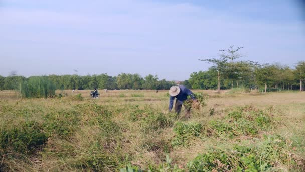 Agricoltore Che Raccoglie Piante Arachidi Campo — Video Stock