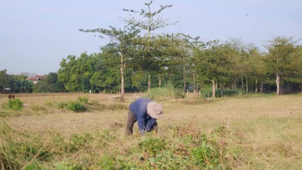 Фермер Збирає Арахісові Рослини Полі — стокове відео