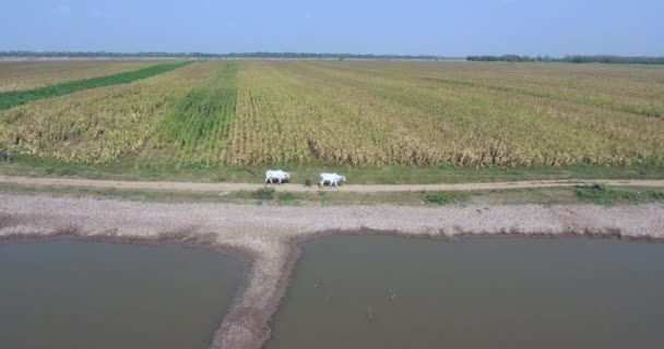 Plano Paneo Aéreo Granjero Que Lleva Vacas Blancas Sobre Camino — Vídeo de stock