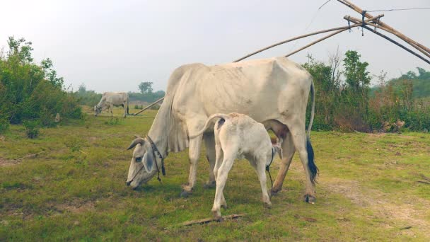 Magra Mucca Bianca Pascolo Nel Campo Con Suo Vitello Latte — Video Stock