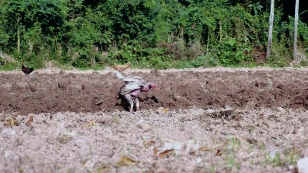 Close Van Kuikens Voedergewassen Bugs Larven Wormen Het Veld Geploegd — Stockvideo