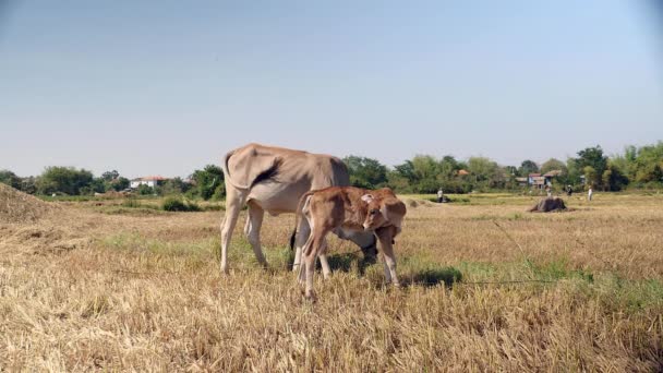 Brown Cow Calf Grazing Field — Stock Video
