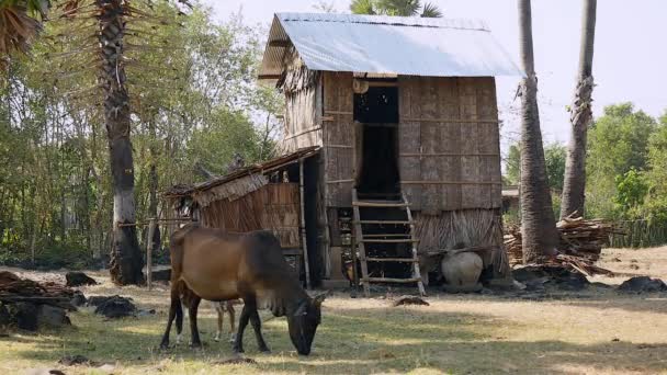 Koyu Kahverengi Inek Buzağı Bir Çiftlik Avlusu Otlatma Önce Iple — Stok video
