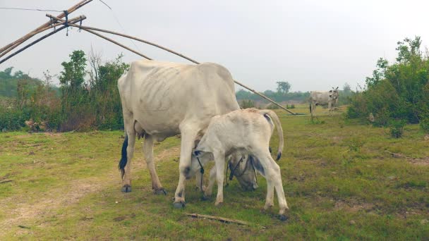 Vaca Blanca Flaca Pastando Campo Con Ternera Amamantando Leche Las — Vídeos de Stock