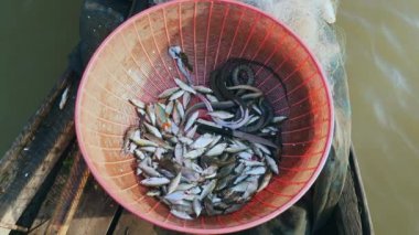 Balıklar plastik bir sepet içine su yılanlara (yakın )