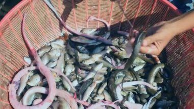 Su yılanları ile balıkçı gölde yakaladı ve bir plastik kova içinde demetlenmiş