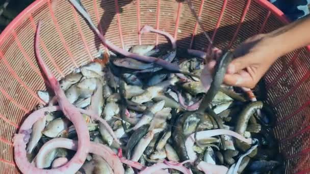 Water Snakes Fishes Caught Lake Bunched Plastic Bucket — Stock Video