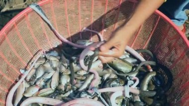 Su yılanları ile balıkçı gölde yakaladı ve bir plastik kova içinde demetlenmiş