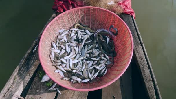 Balıklar Plastik Bir Sepet Içine Yılanlara Yakın — Stok video